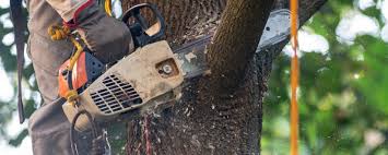 Reliable Elma, WA Tree Care Services Solutions