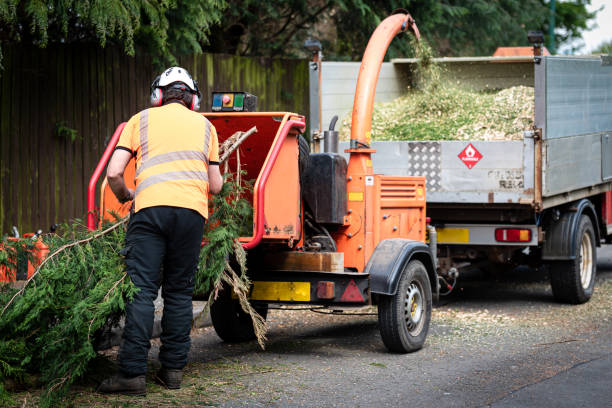 Best Tree Disease Treatment  in Elma, WA